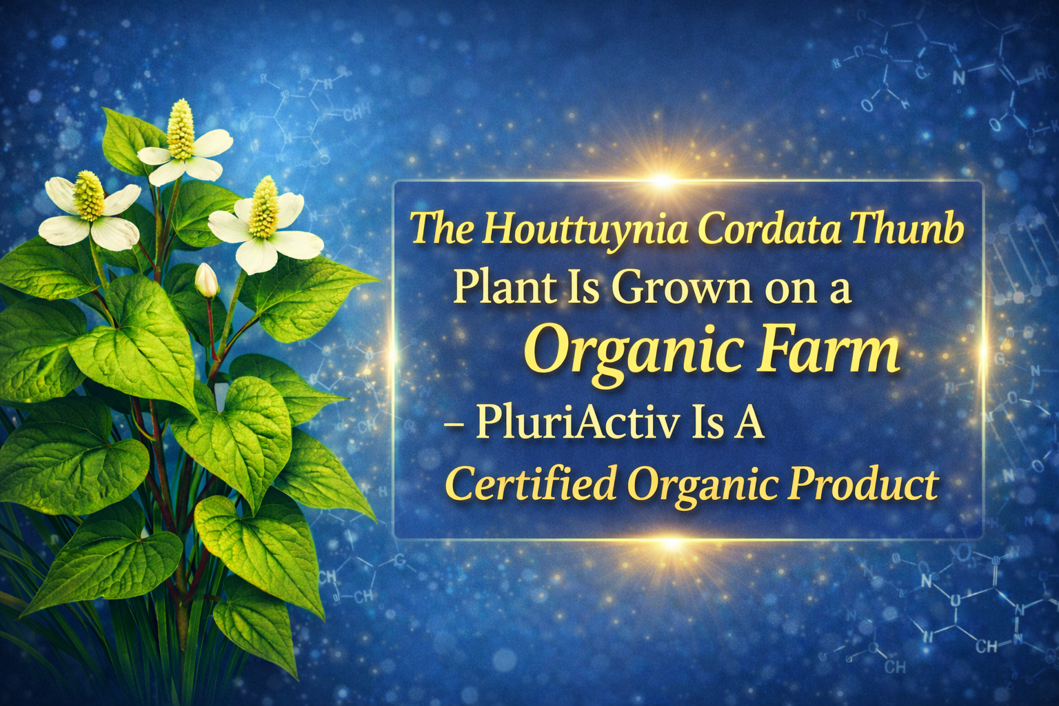 Traditional Thai herbalist using mortar and pestle with Plu Kaow