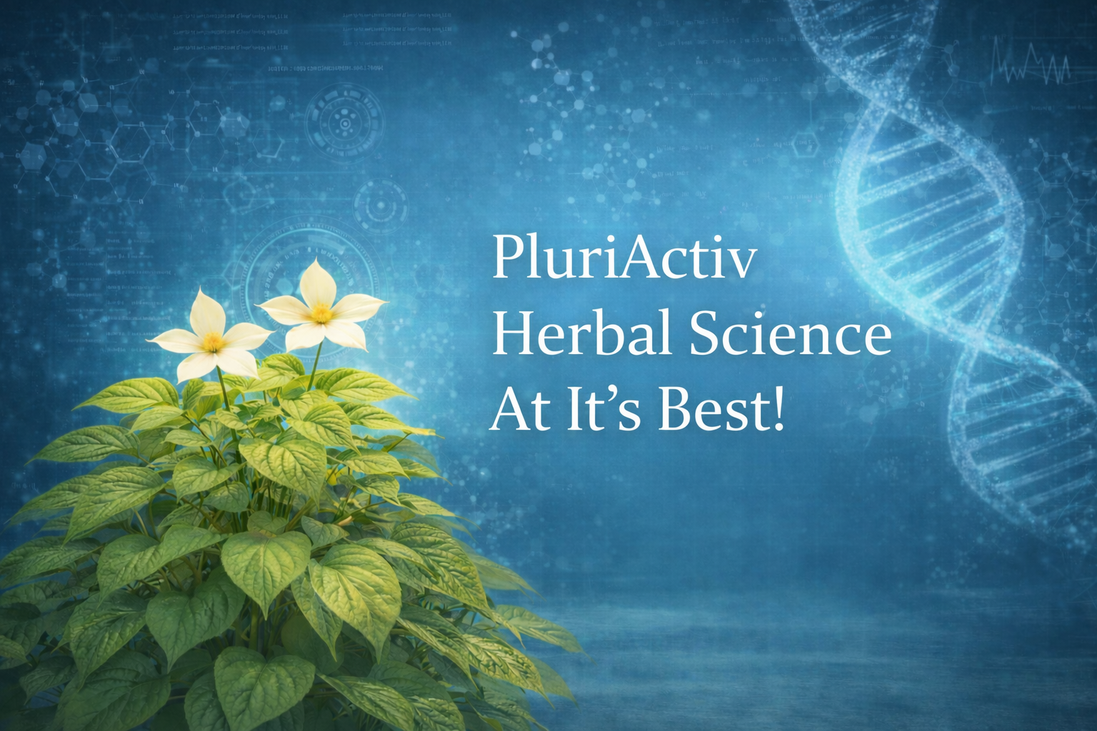 Thai workers carefully harvesting fresh Plu Kaow leaves in the fertile fields of Northern Thailand